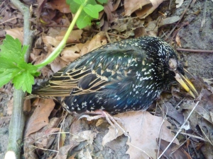 Dead starling (Sturnus vulgaris)